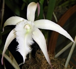 Brassavola David Sanders