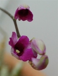 Dendrobium Magic Beans (variegated leaves)