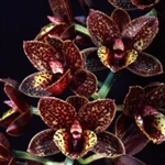 Fredclarkeara After Dark 'Sunset Valley Orchids'