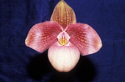 Paphiopedilum Liberty Taiwan