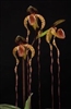 Paphiopedilum sanderianum x anitum