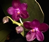 Phalaenopsis Shingher Pure Love x gigantea