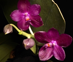 Phalaenopsis Shingher Pure Love x gigantea