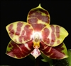 Phalaenopsis Yaphon Sir