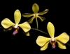 Phalaenopsis amabilis f. aurea x stobartiana