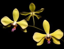 Phalaenopsis amabilis f. aurea x stobartiana