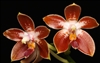 Phalaenopsis corningiana x amboinensis