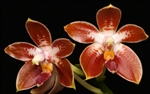 Phalaenopsis corningiana x amboinensis