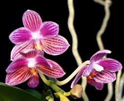 Phalaenopsis Christine Magro 'Sugar Plum' (Phal. javanica x equestris