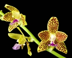 Phalaenopsis Little One (japonica x hygrochila)