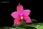 Phalaenopsis Matthew Chen (violacea H.P. Norton indigo x Penang Girl)