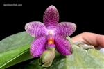 Phalaenopsis Mok Choi Yew (gigantea x violacea)