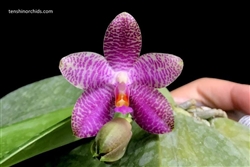 Phalaenopsis Mok Choi Yew (gigantea x violacea)