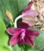 Phalaenopsis Princess Kaiulani