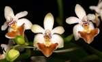 Phalaenopsis Sacha (parishii x malipoensis)