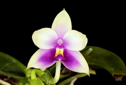 Phalaenopsis Samera (bellina x violacea)