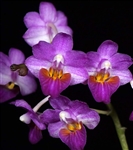 Phalaenopsis San Shia Appendo (appendiculata x pulcherrima)