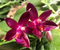 Phalaenopsis Valentinii (cornu-cervi x violacea v. indigo)