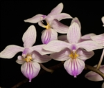 Phalaenopsis Venus x lindenii