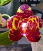 Phalaenopsis Yang Yang Gigan Cherry (gigantea x Jong's Gigan Cherry)