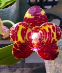 Phalaenopsis Yang Yang Gigan Cherry (gigantea x Jong's Gigan Cherry)