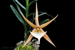 Angraecum viguieri