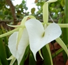 Brassavola grandiflora