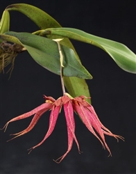 Bulbophyllum Krairit Vejvarut (phalaenopsis x longissimum)