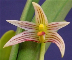 Bulbophyllum affine