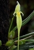 Bulbophyllum fascinator v. alba