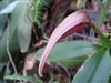 Bulbophyllum fraudolentum species