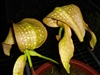 Bulbophyllum grandiflorum