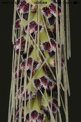 Bulbophyllum lemniscatoides