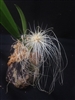 Bulbophyllum medusae