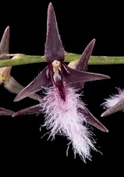 Bulbophyllum miniatum