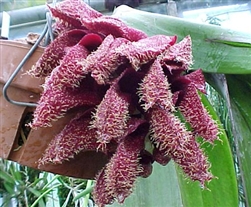 Bulbophyllum phalaenopsis