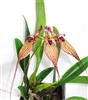 Bulbophyllum rothschildianum