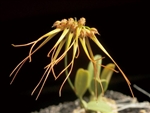 Bulbophyllum setaceum