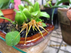 Bulbophyllum taiwanense