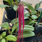 Bulbophyllum treschii