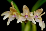 Bulbophyllum umbellatum