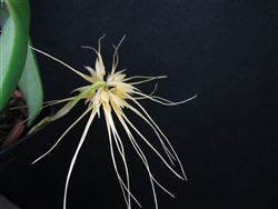 Bulbophyllum vaginatum