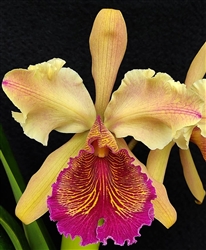 Cattleya dowiana