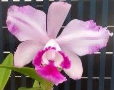 Cattleya intermedia aquinii v. Rubra