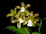 Cattleya leopoldii 'Centro de Esmeralda'