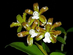 Cattleya leopoldii 'Centro de Esmeralda'