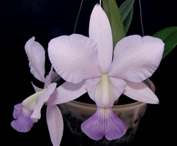 Cattleya walkeriana var. coerulea