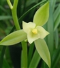 Cymbidium ensifolium 'Chi Xian Nu' (7 Fairies)