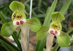 Cymbidium goeringii â€˜Da Tuan Yuanâ€™