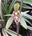 Cymbidium ensifolium â€˜Jin Chiâ€™